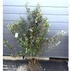 フェイジョア　６本株立ち　約1.6m　現品発送　植木　苗木　大苗　常緑樹　シンボルツリー　送料無料