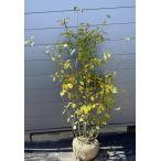 ジューンベリー７本株立ち約1.7ｍ...