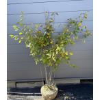 ジューンベリー６本株立ち約1.7ｍ...