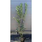 ポット入りブルーベリーミスティ約1...