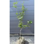 種苗登録キンカンぷちまる約1.5ｍ...