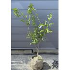 種苗登録キンカンぷちまる約1.3ｍ...