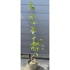 種苗登録キンカンぷちまる約1.6ｍ...