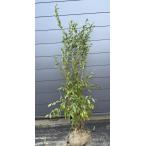 ショッピングブルーベリー ブルーベリー　ティフブルー　株立ち　約1.7ｍ　現品発送　特大株　植木苗木　ラビットアイ系　大実品種　送料無料