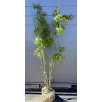 iro - momiji АО .. примерно 1.9m на данный момент товар отправка очень большой АО растение саженец большой рассада ... . лист листопадные растения символ tree бесплатная доставка 