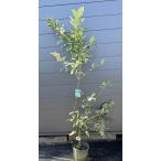 レモンの木ピンクレモネード約1.9...