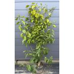 ショッピング文旦 種苗登録ブンタンの木　瑞季　約1.7ｍ　現品販売　超特大株　植木　苗木　大苗　文旦　ミズキ　ミカンの苗木　果樹　送料無料