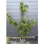 ショッピング文旦 種苗登録ブンタンの木　瑞季　約２ｍ　現品販売　超特大株　植木　苗木　大苗　文旦　ミズキ　ミカンの苗木　果樹　送料無料