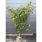 ショッピング文旦 種苗登録ブンタンの木　瑞季　約1.7ｍ　現品販売　超特大株　植木　苗木　大苗　文旦　ミズキ　ミカンの苗木　果樹　送料無料