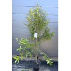 レモンマートル約1.6m現品発送植...