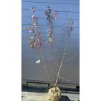 スモモの木ハリウッド約２ｍ現品発送...