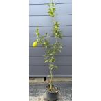 種苗登録レモンの木璃の香約1.5ｍ...