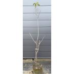 ショッピングさくらんぼ さくらんぼの木　佐藤錦　約1.7ｍ　現品発送　特大株　植木　苗木　大苗　果樹　サトウニシキ　桜桃　オウトウ　送料無料