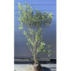 ショッピングツリー フェイジョア　６本株立ち　約2.1m　現品発送　超特大株　植木　苗木　大苗　常緑樹　シンボルツリー　送料無料