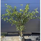 カボスの木かぼす約1.7ｍ現品販売...