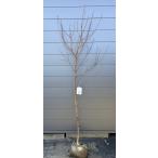 桃の木　あかつき　約2.1ｍ　現品発送　特大株　特大植木苗木　果樹　送料無料