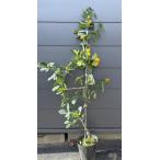 大実キンカン福寿金柑約1.3ｍ現品...