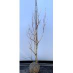 ショッピングブルーベリー ブルーベリー　デューク　約1.5ｍ　現品発送　特大苗木　植木苗木大苗　ハイブッシュ系　シンボルツリー　送料無料