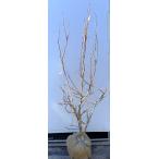 ショッピングブルーベリー ブルーベリー　デューク　約1.3ｍ　現品発送　特大苗木　植木苗木大苗　ハイブッシュ系　シンボルツリー　送料無料