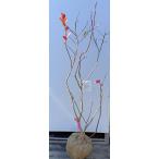 ショッピングブルーベリー ブルーベリー　チャンドラー　約1.4ｍ　現品発送　特大苗木　植木苗木大苗　ハイブッシュ系　シンボルツリー　送料無料