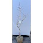 ショッピングブルーベリー ブルーベリー　チャンドラー　約1.3ｍ　現品発送　特大苗木　植木苗木大苗　ハイブッシュ系　シンボルツリー　送料無料