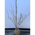 ショッピングブルーベリー ブルーベリー　チャンドラー　株立ち　約1.3ｍ　現品発送　特大苗木　植木苗木大苗　ハイブッシュ系　シンボルツリー　送料無料