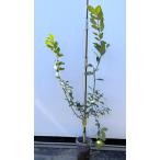 スイートレモン約1.4ｍ現品発送特...