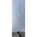 ショッピング桃 大実桃の木　川中島白桃　約1.6ｍ　現品発送　特大株　特大植木苗木　カワナカジマハクトウ　晩生品種　果樹　送料無料