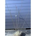 ジューンベリー株立ち約1.8ｍ現品...