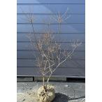 四季咲き紅ドウダンツツジ株立ち約1...