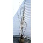 ブルーベリー　レガシー　株立ち　約1.8ｍ　現品発送　植木　苗木　大苗　ノーザンブッシュ系　シンボルツリー　送料無料