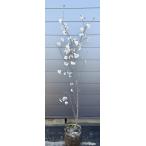 暖地さくらんぼ　約1.8ｍ　現品発送　特大株　特大　苗木　大苗　さくらんぼの木　果樹　桜桃　オウトウ　送料無料