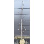  фиолетовый цветок mok Len areki Sand задний примерно 1.4m на данный момент товар отправка очень большой растение саженец красный фиолетовый mok Len фиолетовый дерево лотос Magno задний бесплатная доставка 