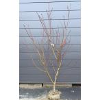 ショッピング桃 桃の木　大久保桃　約２ｍ　現品発送　特大株　特大植木苗木　オオクボ桃　晩生品種　果樹　送料無料