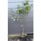 みかんの木南柑20号約1.3ｍ現品...