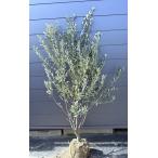 オリーブの木シプレッシーノ約1.9mの魅力と育て方