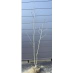 黄花モクレン　エリザベス　約1.9ｍ　現品発送　特大植木苗木　黄木蓮　キモク…