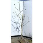 黄花モクレン　エリザベス　約1.8ｍ　現品発送　特大植木苗木　黄木蓮　キモク…