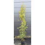 me RaRe uka Revolution Gold примерно 1.6m на данный момент товар отправка очень большой растение саженец чайное дерево medical tree бесплатная доставка 