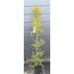 me RaRe uka Revolution Gold примерно 1.6m на данный момент товар отправка очень большой растение саженец чайное дерево medical tree бесплатная доставка 
