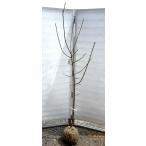 白加賀梅の木約1.9ｍ現品発送特大...