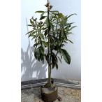 種苗登録ビワの木なつたより約1.5...