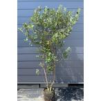 フェイジョア　株立ち　約２m　現品発送　超特大株　植木　苗木　大苗　常緑樹　シンボルツリー　送料無料