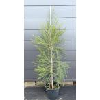  растение в горшке белый цветок me RaRe uka medical tree примерно 1.6m на данный момент товар отправка очень большой АО растение саженец большой рассада чайное дерево mela Roo ka вечнозеленое дерево бесплатная доставка 