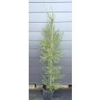  растение в горшке белый цветок me RaRe uka medical tree примерно 1.9m на данный момент товар отправка очень большой АО растение саженец большой рассада чайное дерево mela Roo ka вечнозеленое дерево бесплатная доставка 