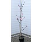 苗 アーモンドの人気商品 通販 価格比較 価格 Com