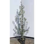 ポット入りオリーブの木　ハーディーズマンモス　約1.5m　規格販売　特大苗木　植木　お買い得なお任せ株　常緑樹　送料無料