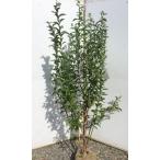  голубика голубой душ большой АО .. саженец примерно 1.5m очень большой растение саженец . сделка . случайный АО кролик I серия бесплатная доставка 