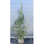  blueberry bright well stock .. approximately 1.7m standard sale goods extra-large plant sapling . bargain . leaving a decision to someone else stock rabbit I series free shipping 