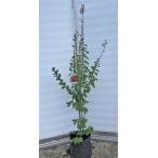 サルスベリの木赤花カントリーレッド...